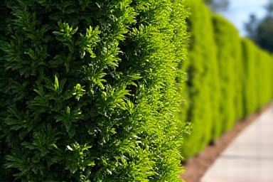 Expert hedge and shrub trimming by Power Plant Landscaping